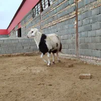 قوچ پلنگی شیشک