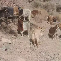 پنجا راس بز|حیوانات مزرعه|کوهبنان, |دیوار