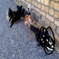 خروس گلین