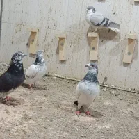 کبوتر|پرنده|خاش, |دیوار