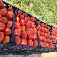گوجه ربی روستای جهتلو (آدرس نزدیک و سر راست)|عمده‌فروشی|ارومیه, |دیوار