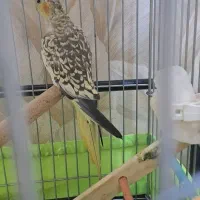 عروس هلندی۳ ماهه کینگ سایز مرواریدی فوری فروشی|پرنده|تهران, ائمه اطهار|دیوار