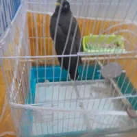 مینادستی|پرنده|تربت‌حیدریه, پائین ولایت|دیوار