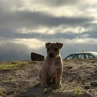 پیتبول ۲ سر شجره واقعی برای خاص‌پسندا