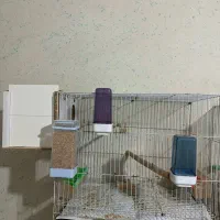 قفس،لونه عروس کوتوله