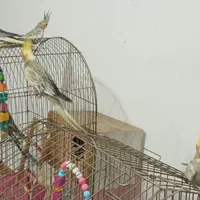 عروس هلندی