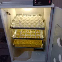 دستگاه جوجه کشی 126تای|لوازم جانبی حیوانات|شیراز, گچی|دیوار