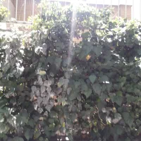 دروس-365متر-جنوبی-دو-کله