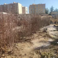 نهال اقاقیا پیوندی|گل و گیاه طبیعی|کرمان, |دیوار