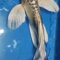 کوی سوپر باله