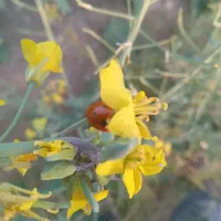 نیازکاردرترکیه