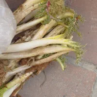 کنگر ساقه داره