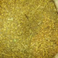 بذر گندم