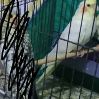 چند جفت فنچ همه رنگ کینگ مولد و جوجه عروس لوتینو|پرنده|اهواز, کوی جانبازان(دانش)|دیوار