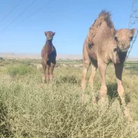 جونگ 6ماه بچه شتر|حیوانات مزرعه|مشهد, مهدی آباد|دیوار