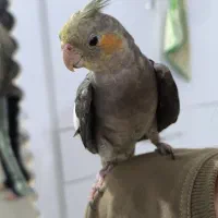 دروازه گم شده.عروس هلندی|حیوانات|شوشتر, |دیوار