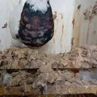 طوقی نر هفت رنگ شهریار رزکان استم|پرنده|شهریار, شهرک بهاران (ویره)|دیوار