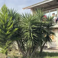 یوکا بلند ۳.۵ متر|گل و گیاه طبیعی|تالش, هشتپر|دیوار