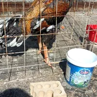 خروس میکس اوشامو تایلندی