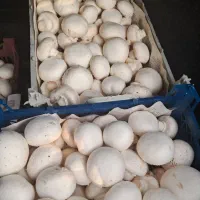 فروش قارچ کلی و جزئ
