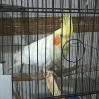 عروس هلندی