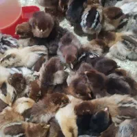 جوجه گردن لختی و گلپایگان