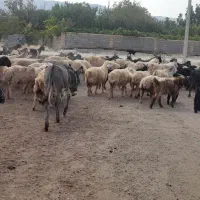 نیازمندچوپان
