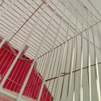 یک عروس هلندی نر و کوتوله برزیلی نر|پرنده|اسفراین, |دیوار