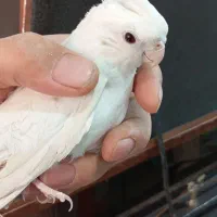 عروس هلندی البینو نردستی