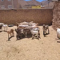 کره بزغاله کهره سانا دورگ سانا