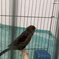 قناری ماده مست