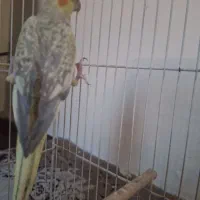 عروس هلندی ماده بالغ