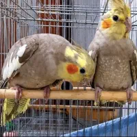 عروس هلندی نر