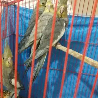 جفت عروس هلندی نر و ماده
