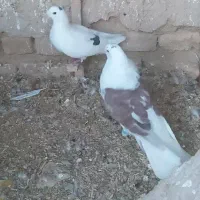 کفتر یا کبوتر|پرنده|مشهد, شهرک صنعتی توس|دیوار