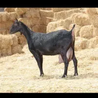 فروش و معاوضه مورسیا آبستن با میش آبستن