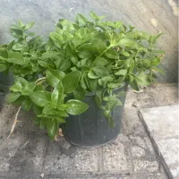 گل ناز کاکتوس برگ بیدی یوکا آلوئه ورا و میخک هندی|گل و گیاه طبیعی|تهران, جیحون|دیوار