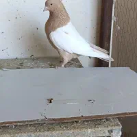 سینه زرد|پرنده|شیراز, شیشهگری|دیوار