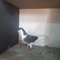 کبوتر|پرنده|قم, کاسه گران|دیوار