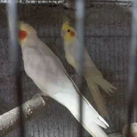 عروس هلندی سرلاکی ومولد|پرنده|بندر گناوه, |دیوار