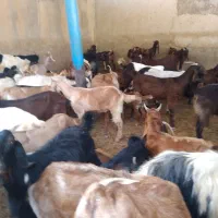 فروش بز نژدی نژاد دار