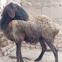 بره‌ماده|حیوانات مزرعه|گیان, |دیوار