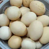 تخم مرغ نطفه دار محلی