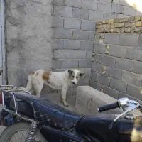 سگ لاس دوساله|سگ|مبارکه, |دیوار