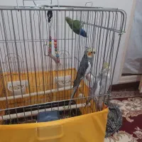 عروس هلندی وطوطی برزیلی