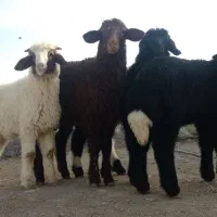 بره نر|حیوانات مزرعه|اهواز, منازل کارون|دیوار