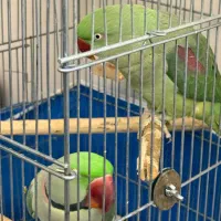 شاه طوطی شاه تخم