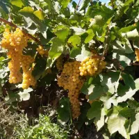 انگور درجه یک  کشمشی منقا به شرط مزه وشانی