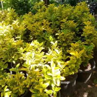 شمشاد طلایی|فعالیت داوطلبانه|کلاچای, |دیوار