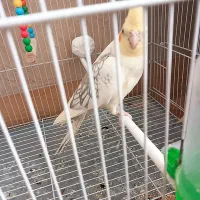 عروس هلندی|پرنده|تربت‌حیدریه, داروپخش|دیوار